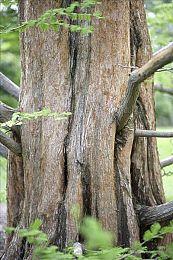 《恶霸鲁尼》现已加入GTA+服务 会员免费游玩